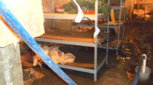 Water Damage